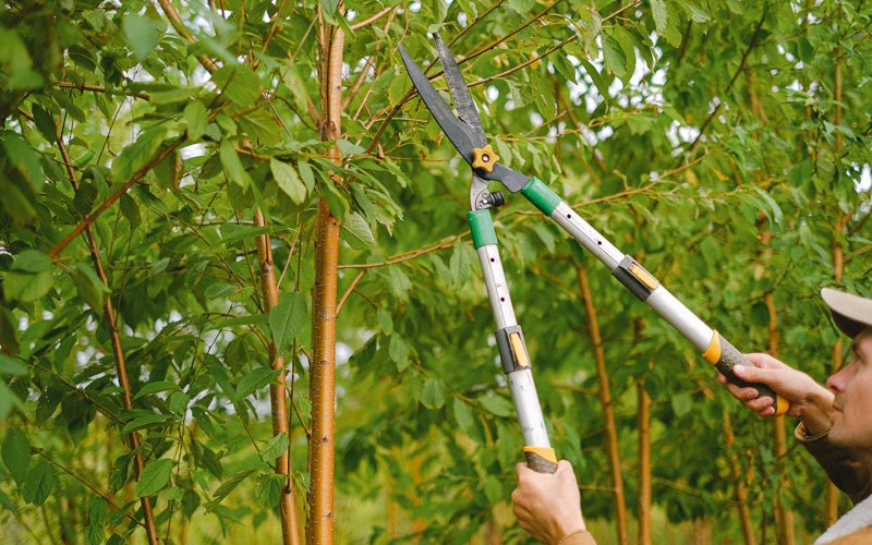 Tree trimming in Cochrane, WI